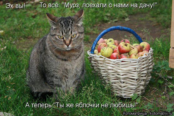 Котоматрица: Эх вы!  То всё: "Мурз, поехали с нами на дачу!" А теперь "Ты же яблочки не любишь!"