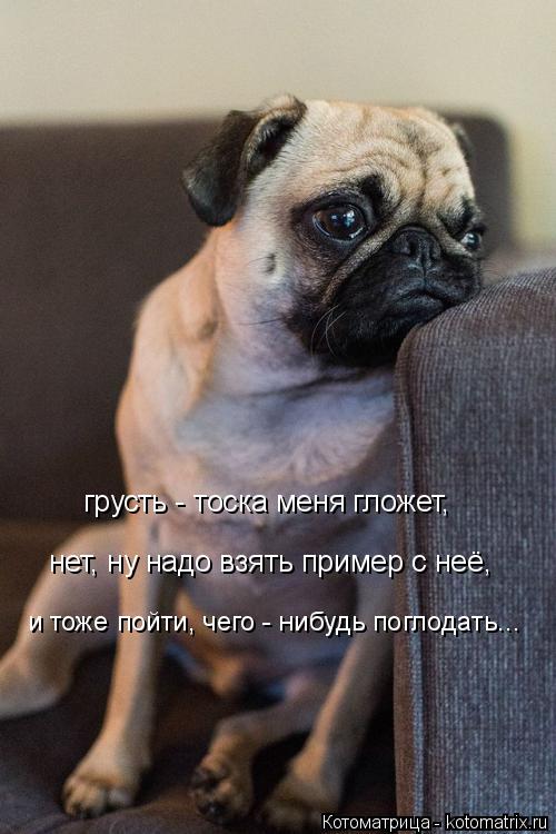 грусть - тоска меня гложет, нет, ну надо взять пример с неё, и тоже пойти, чего - нибудь поглодать...... Котоматрица: грусть - тоска меня гложет, нет, ну надо взять пример с неё, и тоже пойти, чего - нибудь поглодать...