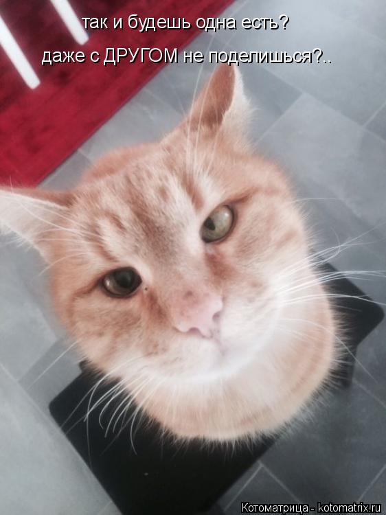 так и будешь одна есть? даже с ДРУГОМ не поделишься?..... Котоматрица: так и будешь одна есть? даже с ДРУГОМ не поделишься?..