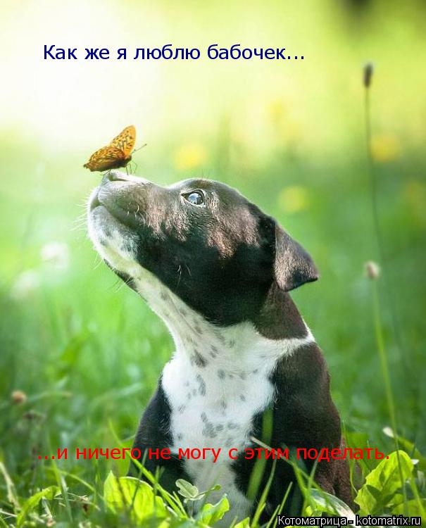 Как же я люблю бабочек... ...и ничего не могу с этим поделать.... Котоматрица: Как же я люблю бабочек... ...и ничего не могу с этим поделать.