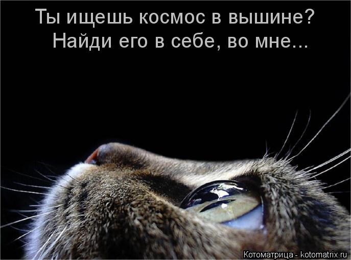 Ты ищешь космос в вышине? Найди его в себе, во мне...... Котоматрица: Ты ищешь космос в вышине? Найди его в себе, во мне...