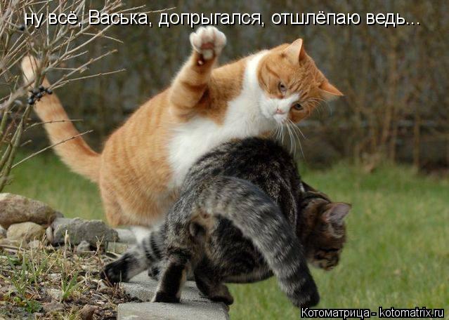 ну всё, Васька, допрыгался, отшлёпаю ведь...... Котоматрица: ну всё, Васька, допрыгался, отшлёпаю ведь...