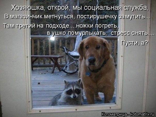 Хозяюшка, открой, мы социальная служба, В магазинчик метнуться, постирушечку замутить... Там третий н... Котоматрица: Хозяюшка, открой, мы социальная служба, В магазинчик метнуться, постирушечку замутить... Там третий на подходе....ножки погреть, в ушко помур