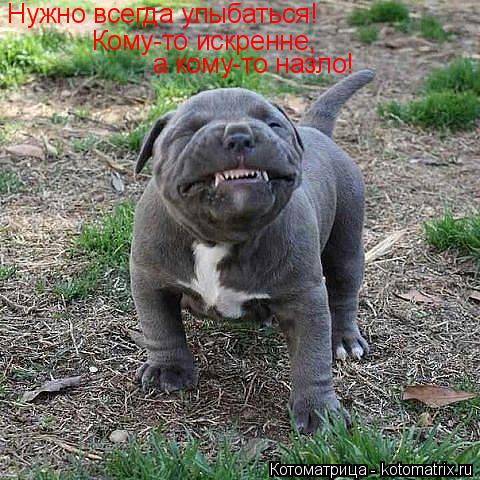 Нужно всегда улыбаться! Кому-то искренне, а кому-то назло!... Котоматрица: Нужно всегда улыбаться! Кому-то искренне, а кому-то назло!