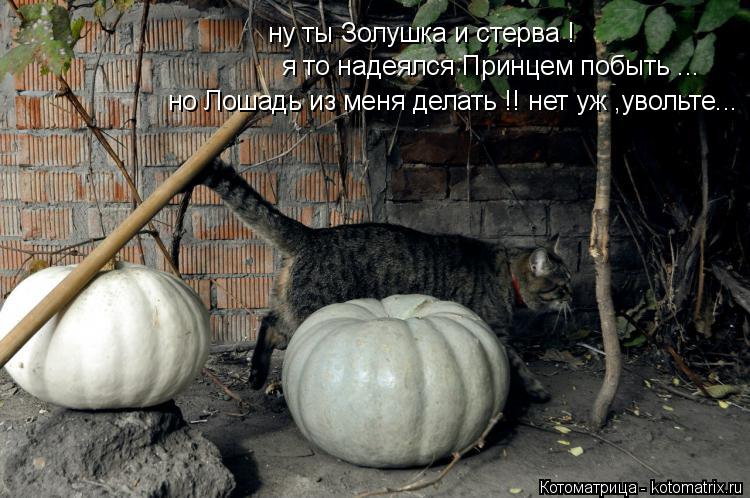 Котоматрица: ну ты Золушка и стерва ! я то надеялся Принцем побыть ... но Лошадь из меня делать !! нет уж ,увольте...