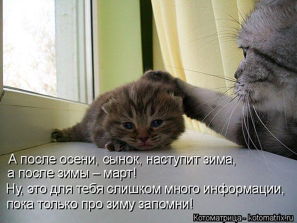 А после осени, сынок, наступит зима, а после зимы – март! Ну, это для тебя слишком много информации,... Котоматрица: А после осени, сынок, наступит зима, а после зимы – март! Ну, это для тебя слишком много информации, пока только про зиму запомни!