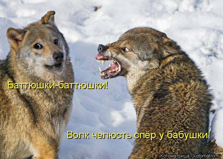 Баттюшки-баттюшки! Волк челюсть спёр у бабушки!... Котоматрица: Баттюшки-баттюшки! Волк челюсть спёр у бабушки!