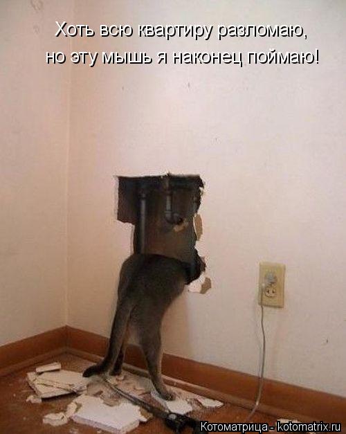 Хоть всю квартиру разломаю, но эту мышь я наконец поймаю!... Котоматрица: Хоть всю квартиру разломаю, но эту мышь я наконец поймаю!