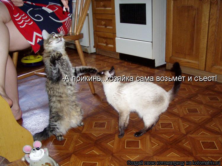 -А прикинь..хозяйка сама возьмёт и съест!... Котоматрица: -А прикинь..хозяйка сама возьмёт и съест!