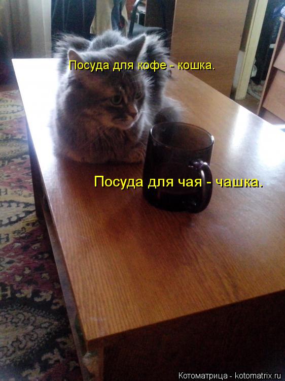 Посуда для чая - чашка. Посуда для кофе - кошка.... Котоматрица: Посуда для чая - чашка. Посуда для кофе - кошка.