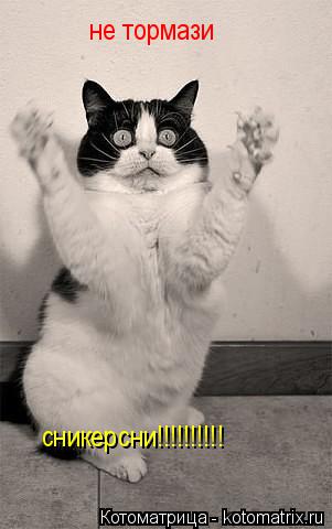 не тормази сникерсни!!!!!!!!!!... Котоматрица: не тормази сникерсни!!!!!!!!!!