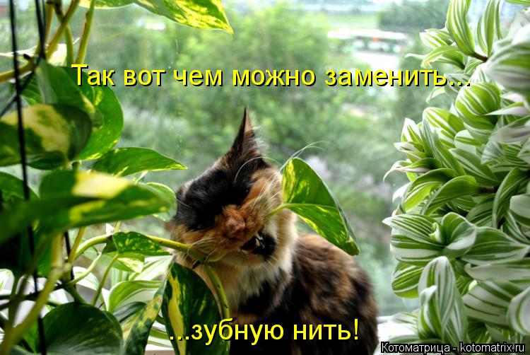 Так вот чем можно заменить... ...зубную нить!... Котоматрица: Так вот чем можно заменить... ...зубную нить!