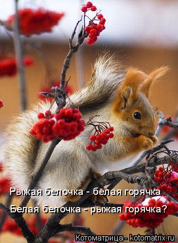Рыжая белочка - белая горячка Белая белочка - рыжая горячка?... Котоматрица: Рыжая белочка - белая горячка Белая белочка - рыжая горячка?
