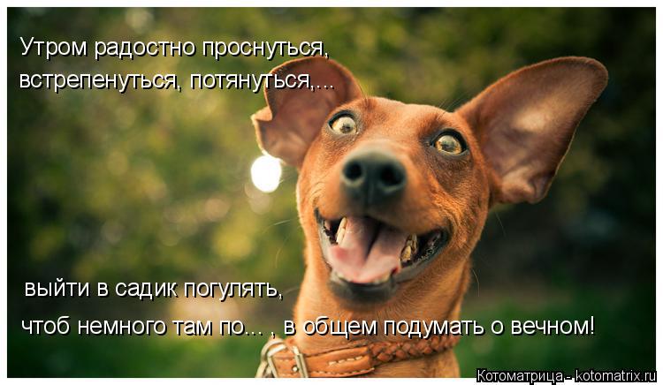 Утром радостно проснуться, встрепенуться, потянуться,... выйти в садик погулять, чтоб немного там по.... Котоматрица: Утром радостно проснуться, встрепенуться, потянуться,... выйти в садик погулять, чтоб немного там по... , в общем подумать о вечном!
