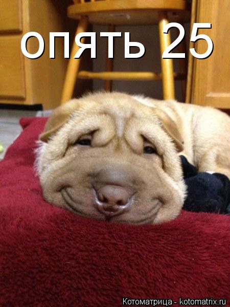 Котоматрица: опять 25