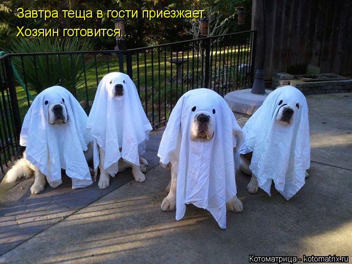 Котоматрица: Завтра теща в гости приезжает. Хозяин готовится...