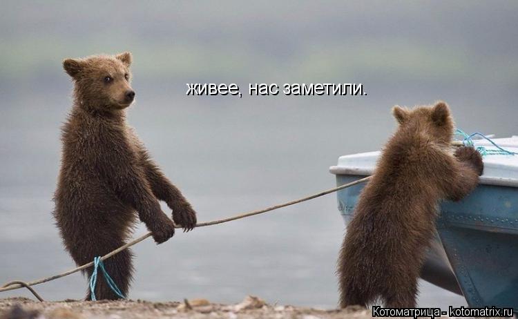 Котоматрица: живее, нас заметили.