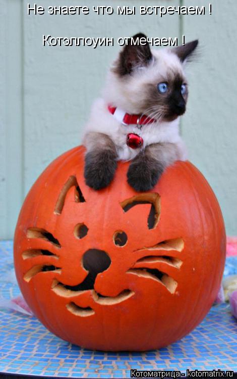 Котоматрица: Не знаете что мы встречаем ! Котэллоуин отмечаем !