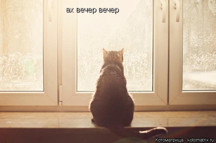 Котоматрица: ах вечер вечер