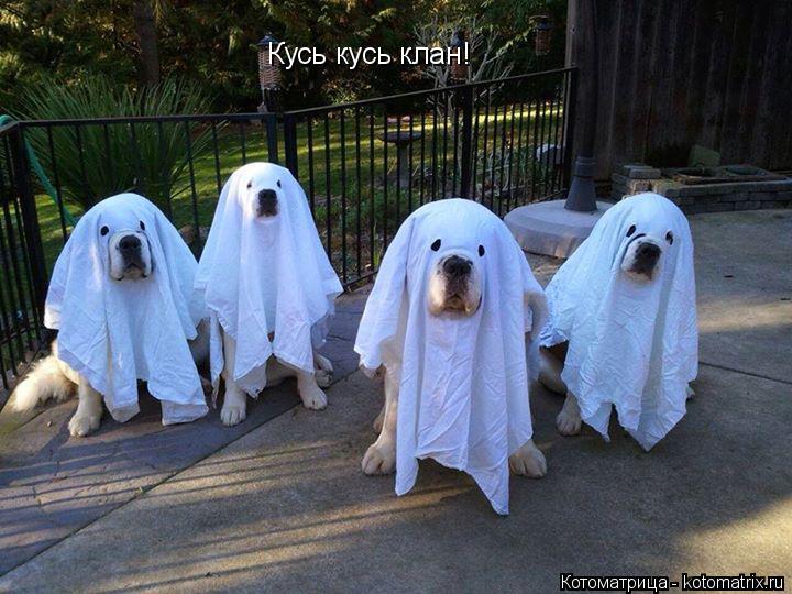 Кусь кусь клан!... Котоматрица: Кусь кусь клан!