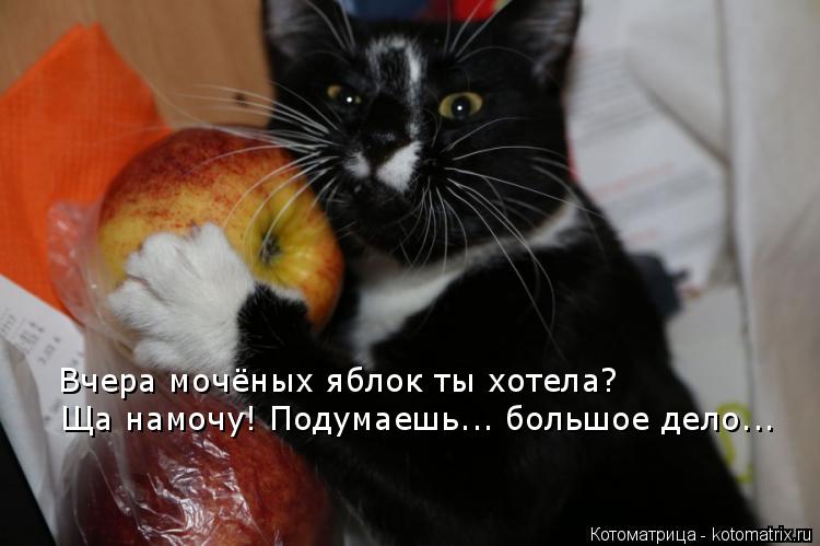 Вчера мочёных яблок ты хотела? Ща намочу! Подумаешь... большое дело...... Котоматрица: Вчера мочёных яблок ты хотела? Ща намочу! Подумаешь... большое дело...