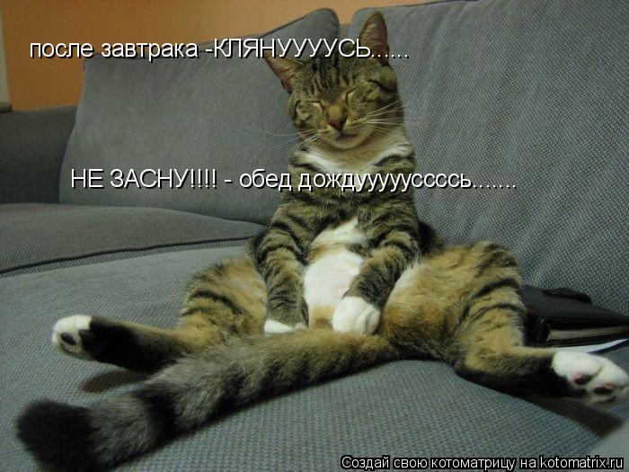 Котоматрица: после завтрака -КЛЯНУУУУСЬ...... НЕ ЗАСНУ!!!! - обед дождуууууссссь.......