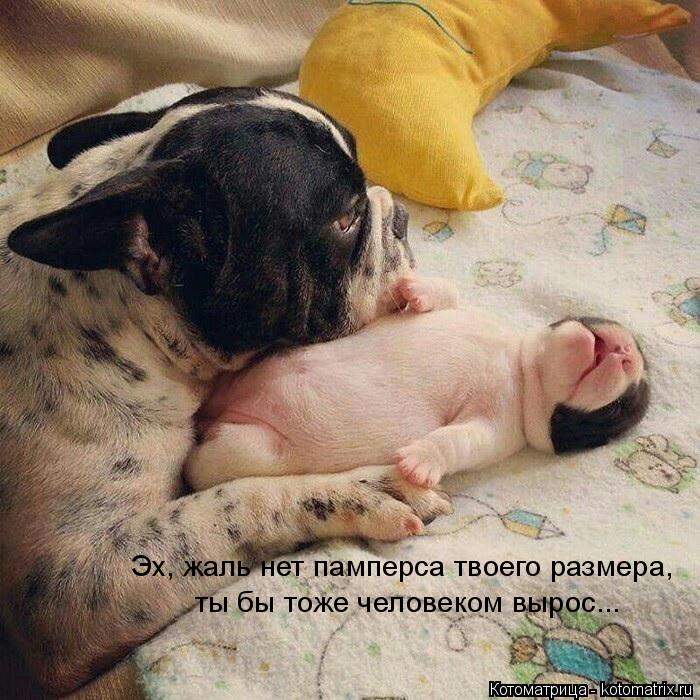Эх, жаль нет памперса твоего размера, ты бы тоже человеком вырос...... Котоматрица: Эх, жаль нет памперса твоего размера, ты бы тоже человеком вырос...