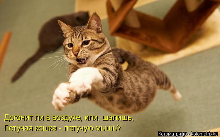 Догонит ли в воздухе, или, шалишь, Летучая кошка - летучую мышь?... Котоматрица: Догонит ли в воздухе, или, шалишь, Летучая кошка - летучую мышь?