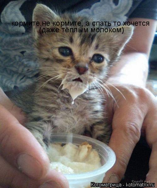 кормите,не кормите, а спать то хочется (даже тёплым молоком)... Котоматрица: кормите,не кормите, а спать то хочется (даже тёплым молоком)