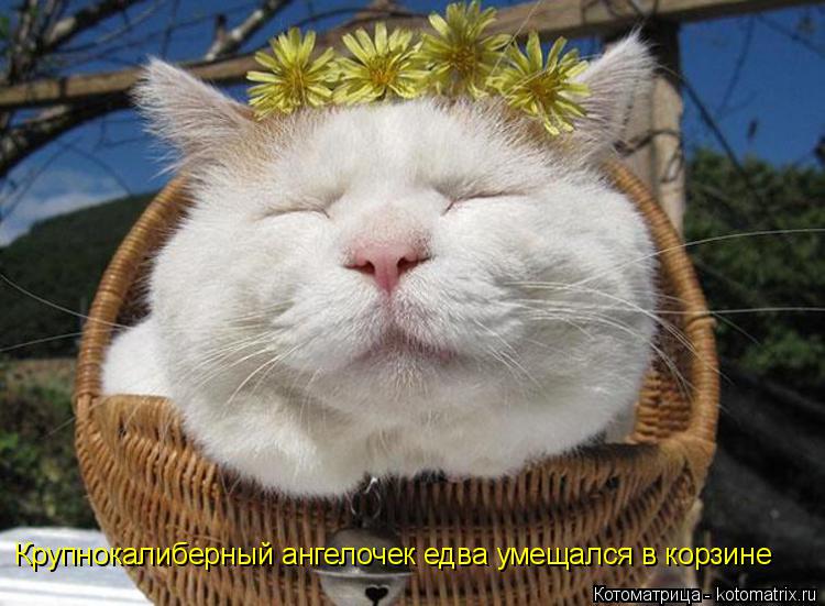 Крупнокалиберный ангелочек едва умещался в корзине... Котоматрица: Крупнокалиберный ангелочек едва умещался в корзине