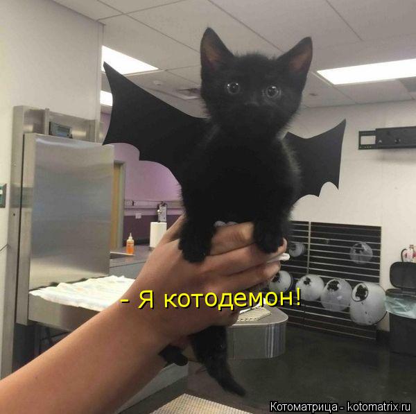 - Я котодемон!... Котоматрица: - Я котодемон!