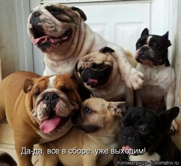 Да-да, все в сборе, уже выходим!... Котоматрица: Да-да, все в сборе, уже выходим!