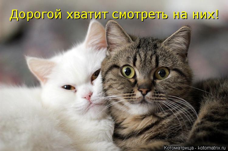 Дорогой хватит смотреть на них!... Котоматрица: Дорогой хватит смотреть на них!