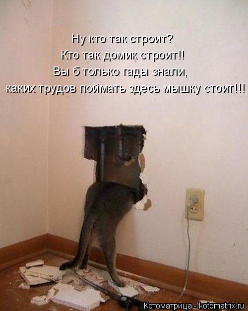 Вы б только гады знали, Ну кто так строит? Кто так домик строит!! каких трудов поймать здесь мышку ... Котоматрица: Вы б только гады знали, Ну кто так строит? Кто так домик строит!! каких трудов поймать здесь мышку стоит!!!