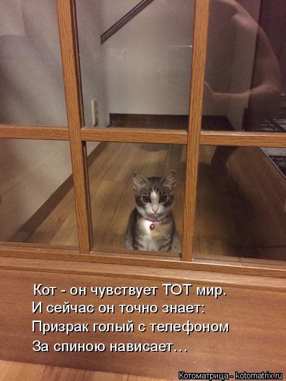 Кот - он чувствует ТОТ мир. И сейчас он точно знает: Призрак голый с телефоном За спиною нависает…... Котоматрица: Кот - он чувствует ТОТ мир. И сейчас он точно знает: Призрак голый с телефоном За спиною нависает…