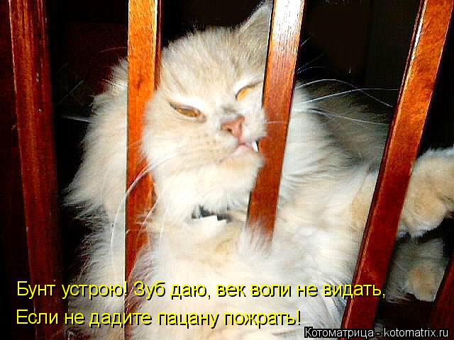 Бунт устрою! Зуб даю, век воли не видать, Если не дадите пацану пожрать!... Котоматрица: Бунт устрою! Зуб даю, век воли не видать, Если не дадите пацану пожрать!