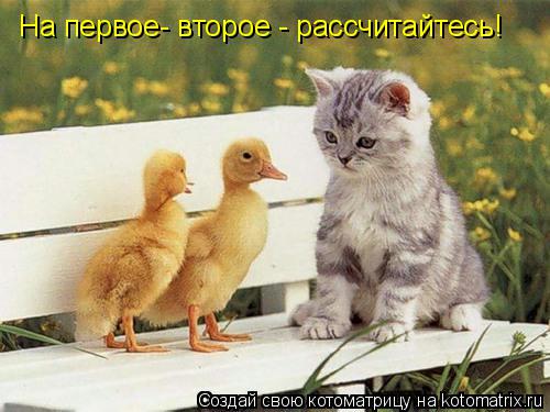 Котоматрица: На первое- второе - рассчитайтесь!