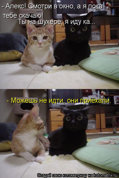 Котоматрица: - Алекс! Смотри в окно, а я пока тебе скачаю! Ты на шухере, я иду ка...  - Можешь не идти, они приехали.