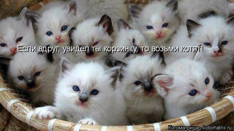 Котоматрица: Если вдруг, увидел ты корзинку, то возьми котят!