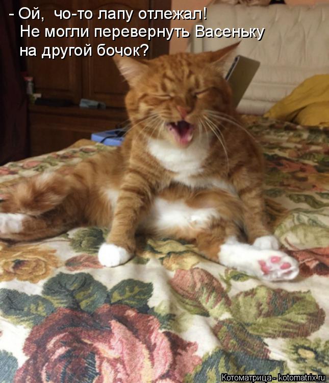 Котоматрица: - Ой,  чо-то лапу отлежал! Не могли перевернуть Васеньку  на другой бочок?