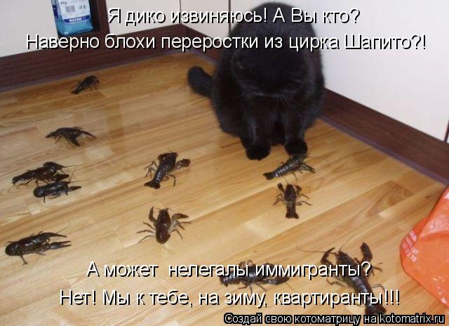 Котоматрица: Я дико извиняюсь! А Вы кто? Наверно блохи переростки из цирка Шапито?! А может  нелегалы иммигранты? Нет! Мы к тебе, на зиму, квартиранты!!!
