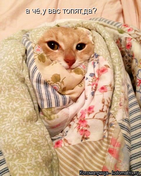 а чё,у вас топят,да?... Котоматрица: а чё,у вас топят,да?
