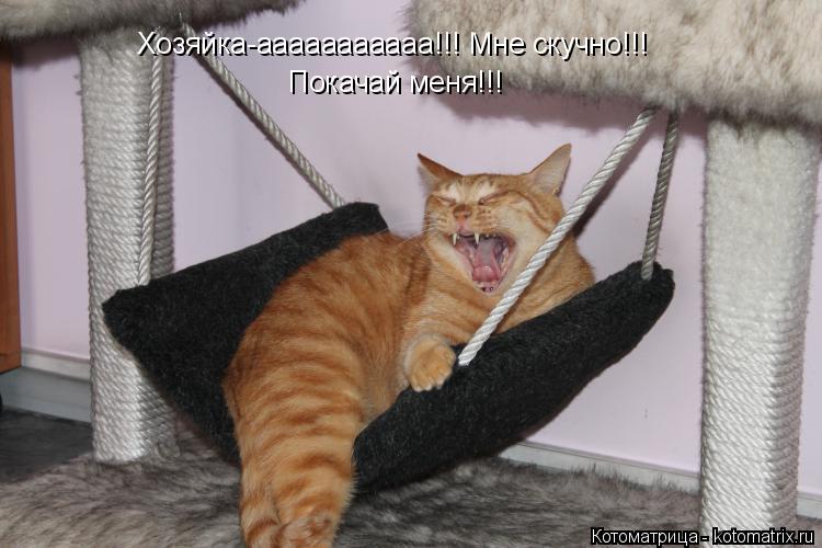 Котоматрица: Хозяйка-ааааааааааа!!! Мне скучно!!! Покачай меня!!!