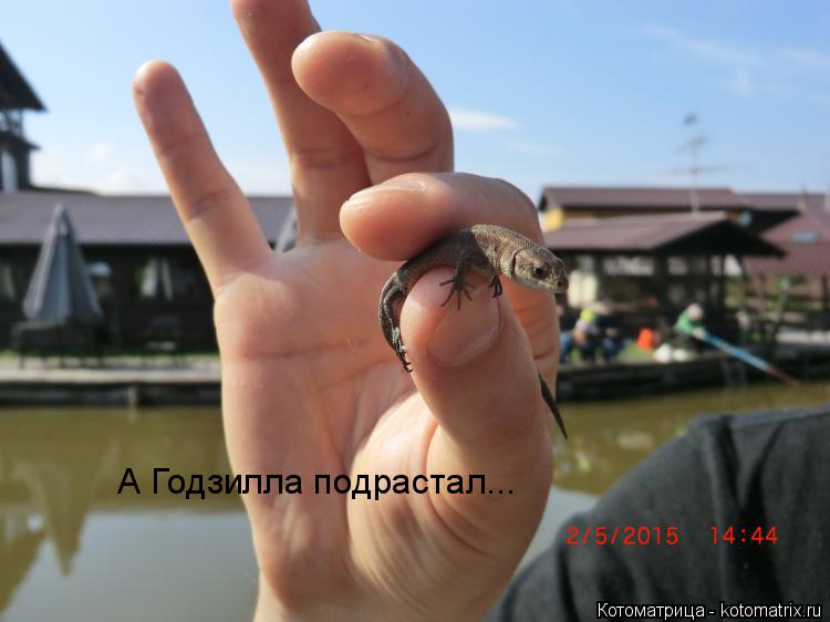 А Годзилла подрастал...... Котоматрица: А Годзилла подрастал...