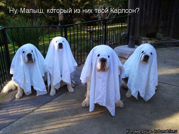 Ну, Малыш, который из них твой Карлсон?... Котоматрица: Ну, Малыш, который из них твой Карлсон?
