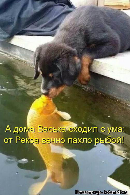 Котоматрица: А дома Васька сходил с ума: от Рекса вечно пахло рыбой!