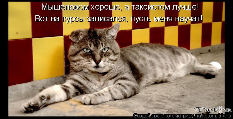 Мышеловом хорошо, а таксистом лучше! Вот на курсы записался, пусть меня научат!... Котоматрица: Мышеловом хорошо, а таксистом лучше! Вот на курсы записался, пусть меня научат!