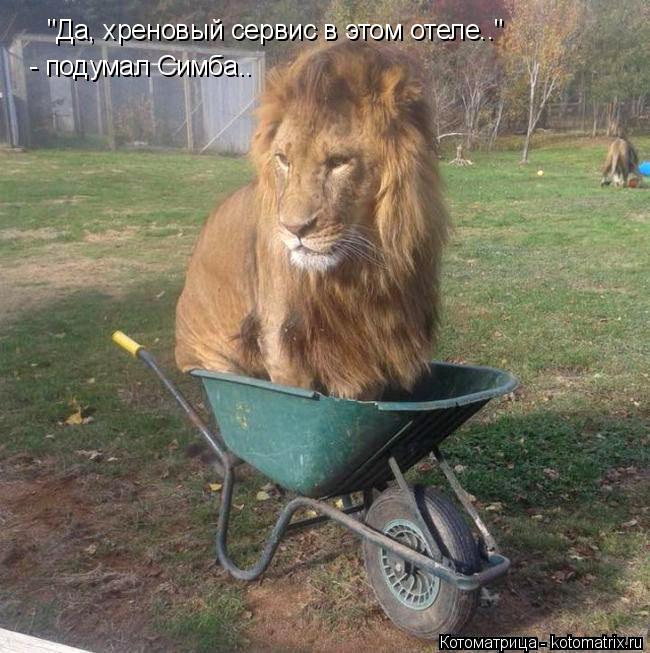 "Да, хреновый сервис в этом отеле.." - подумал Симба..... Котоматрица: "Да, хреновый сервис в этом отеле.." - подумал Симба..