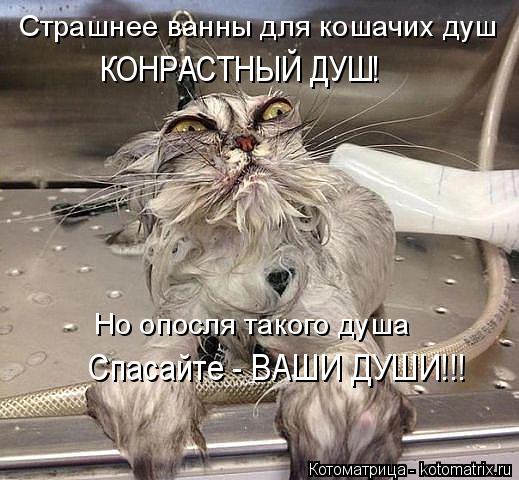Котоматрица: Страшнее ванны для кошачих душ КОНРАСТНЫЙ ДУШ! Но опосля такого душа Спасайте - ВАШИ ДУШИ!!!