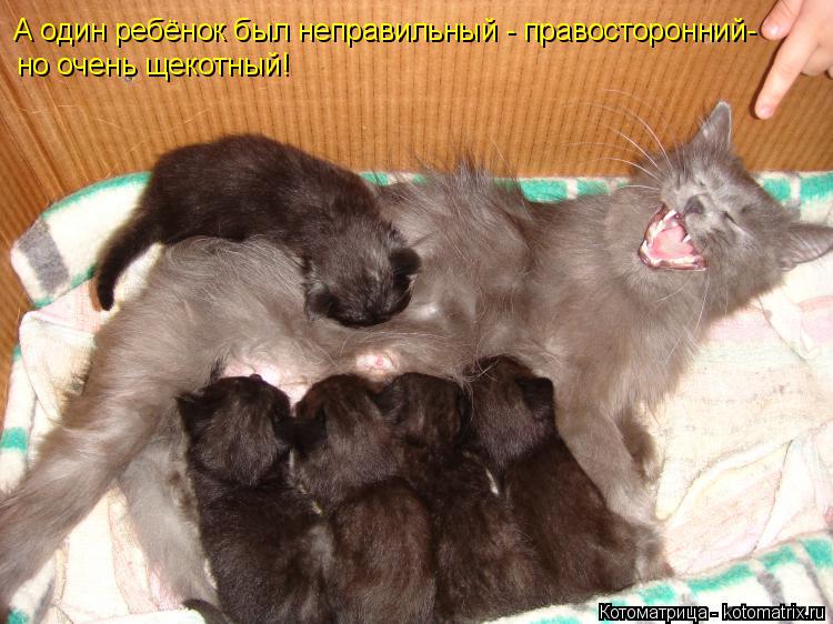 А один ребёнок был неправильный - правосторонний- но очень щекотный!... Котоматрица: А один ребёнок был неправильный - правосторонний- но очень щекотный!